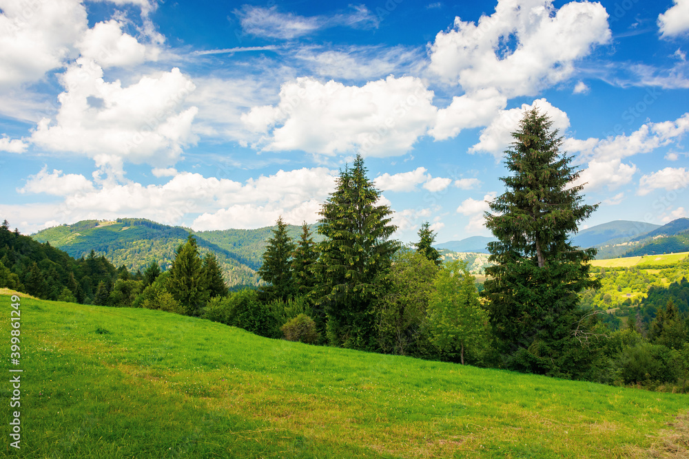 summer countryside in mountains. spruce trees on the grassy meadow. wonderful weather with fluffy clouds on the sky. beautiful landscape scenery