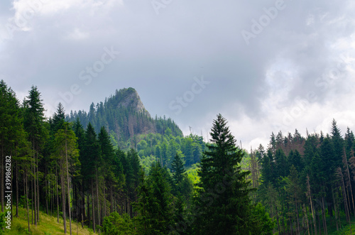 forest in the mountains © miguel