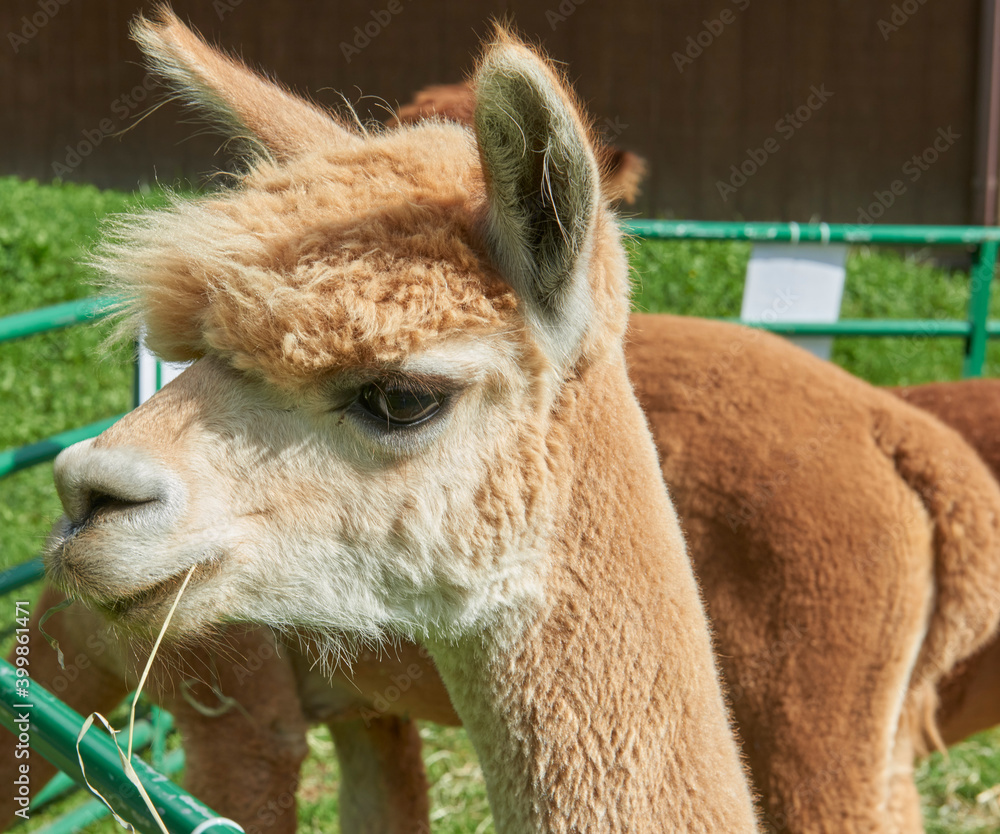 Fototapeta premium Pumpkin Festival 2016