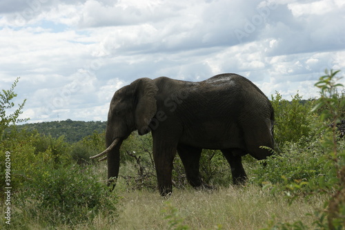 african elephant in the savannah