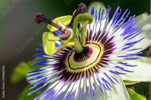 Close Up of a flowering Passiflora Caerulea. Also known as passion flowers or the blue passionflower . photo