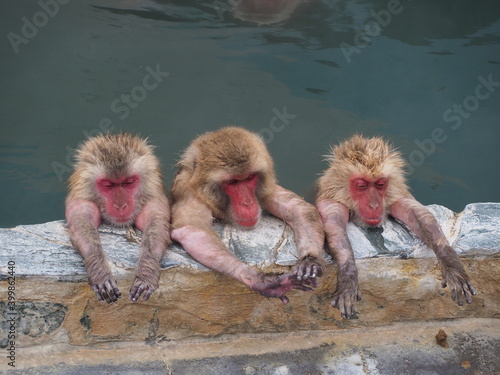 入浴中のニホンザル