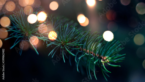 Branches of New Year's gree...