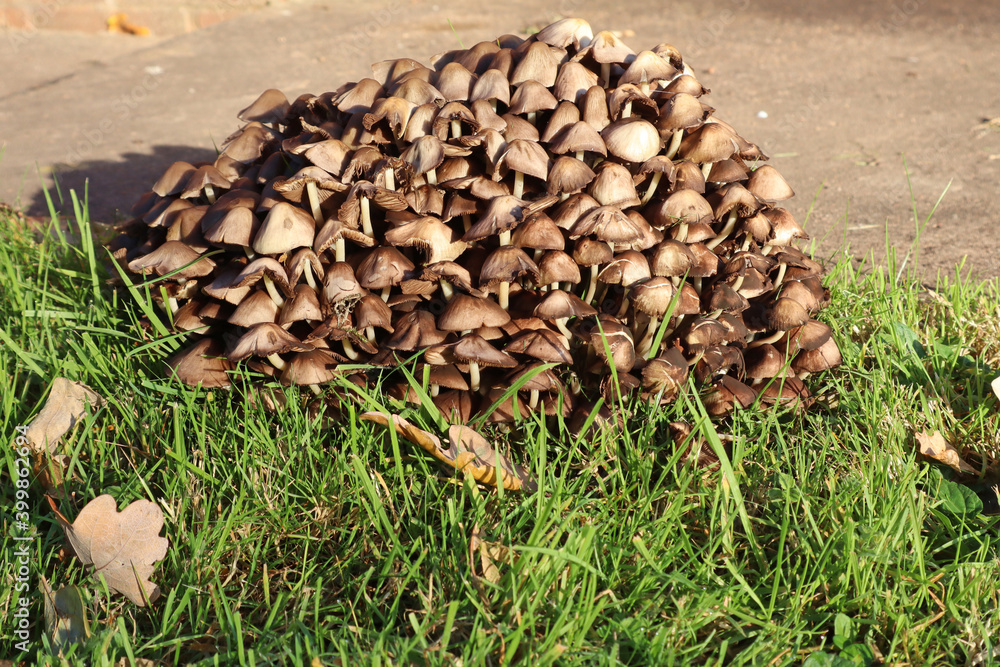 A clump of brown toadstools growing in a garden in autumn A clump of brown toadstools growing in a garden in autumn