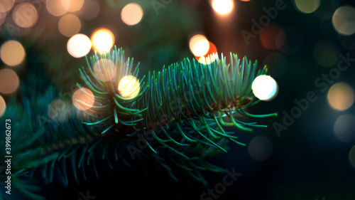 Branches of New Year's gree...