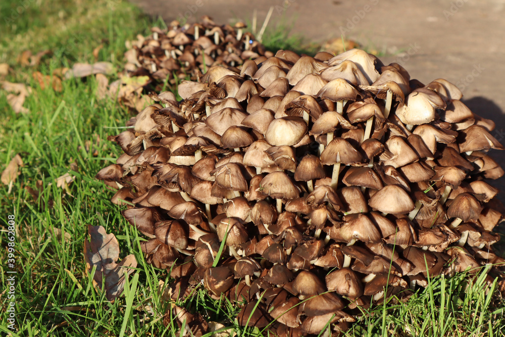 A clump of brown toadstools growing in a garden in autumn A clump of brown toadstools growing in a garden in autumn