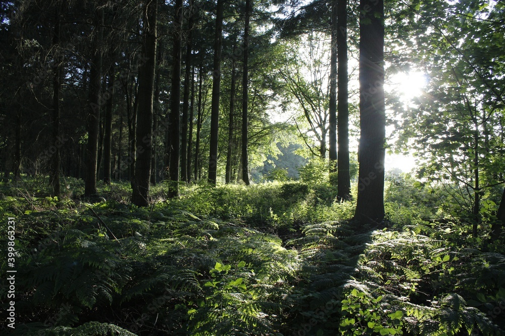 wald wald