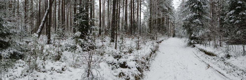 Panorama of winter forest with trees covered snow. view of the snowy road in the forest. Depressed mood concept. Panorama of winter forest with trees covered snow. view of the snowy road in the forest. Depressed mood concept.