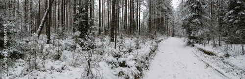 Panorama of winter forest with trees covered snow. view of the snowy road in the forest. Depressed mood concept.