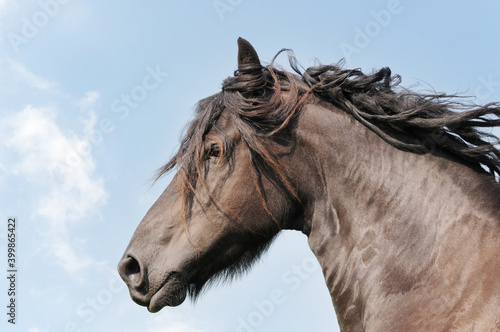 Head from friesian horse in front of blue sky
