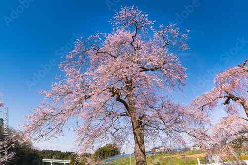 日本　満開の利府町藤田の夫婦桜