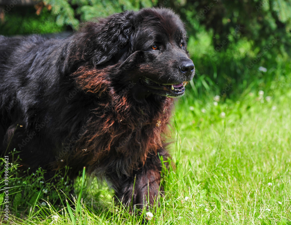 Black colored Newfoundland dog running through tall green grass in pasture on summer day