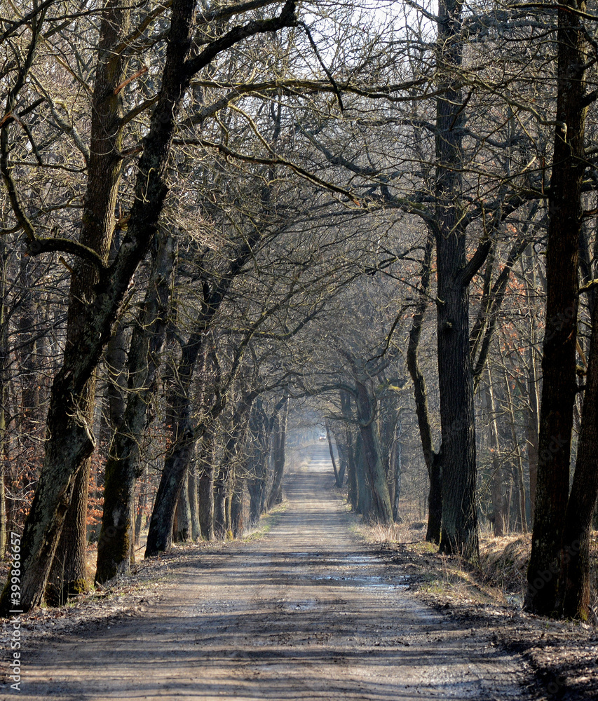 
Forest Road