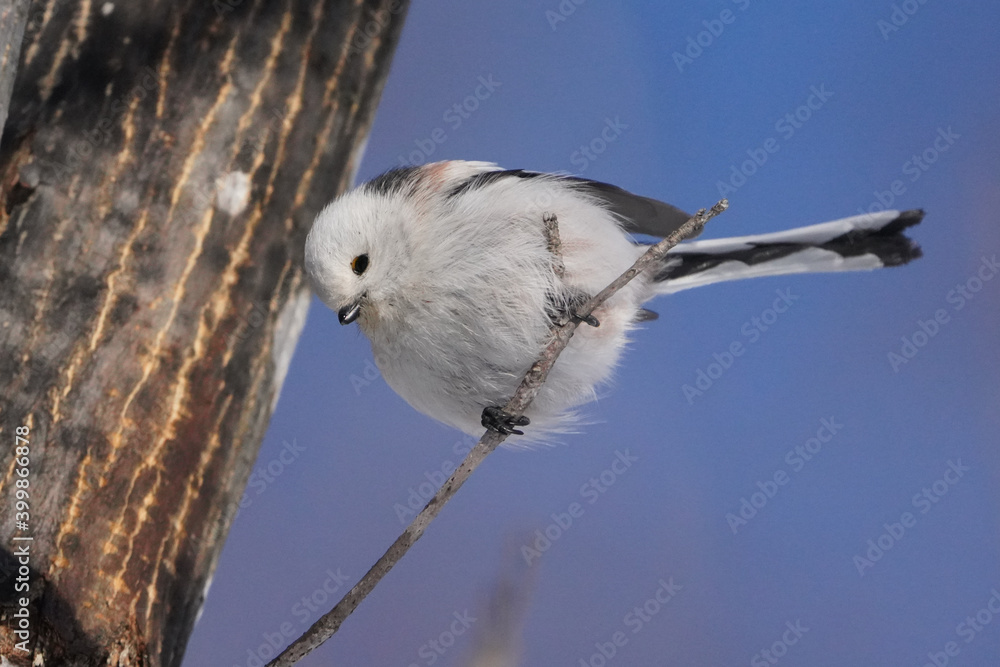 Fototapeta premium シマエナガ