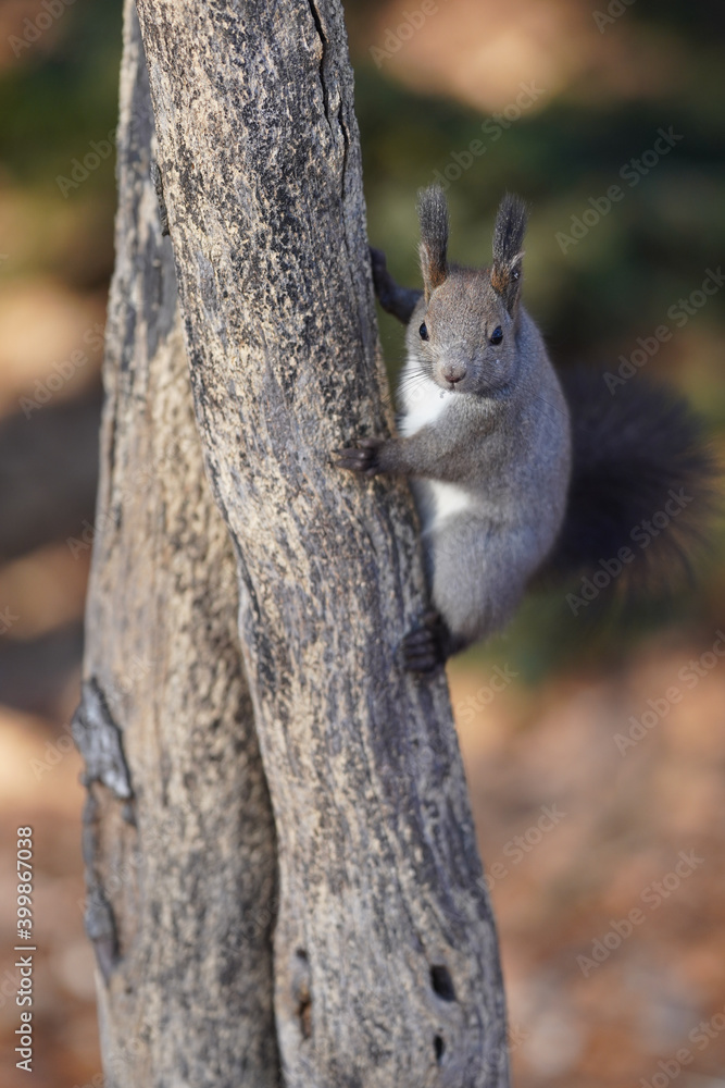 Obraz premium 冬のエゾリス