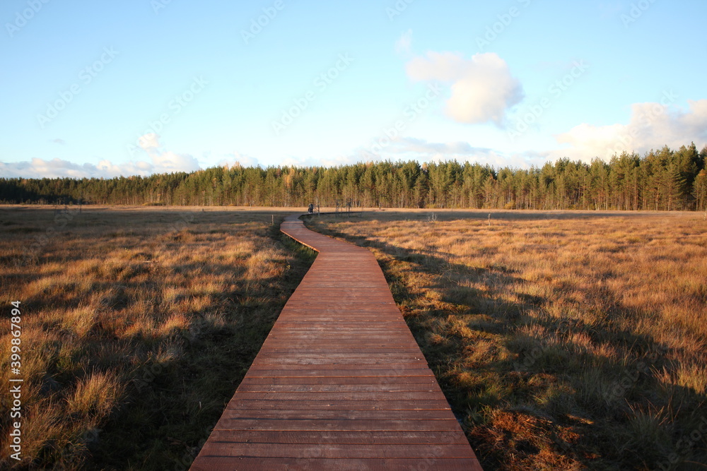 wooden bridge over the swamp