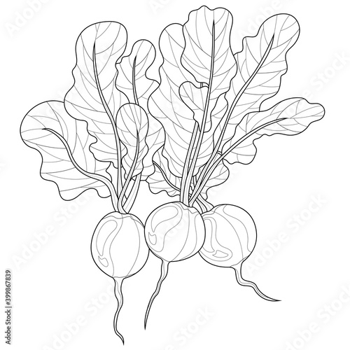 Radish.Coloring book antistress for children and adults. Zen-tangle style.Black and white drawing