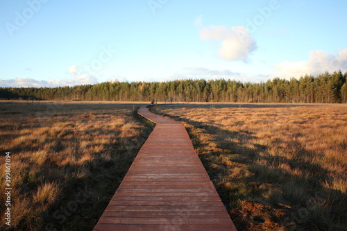 Fototapeta Naklejka Na Ścianę i Meble -  wooden bridge over the swamp