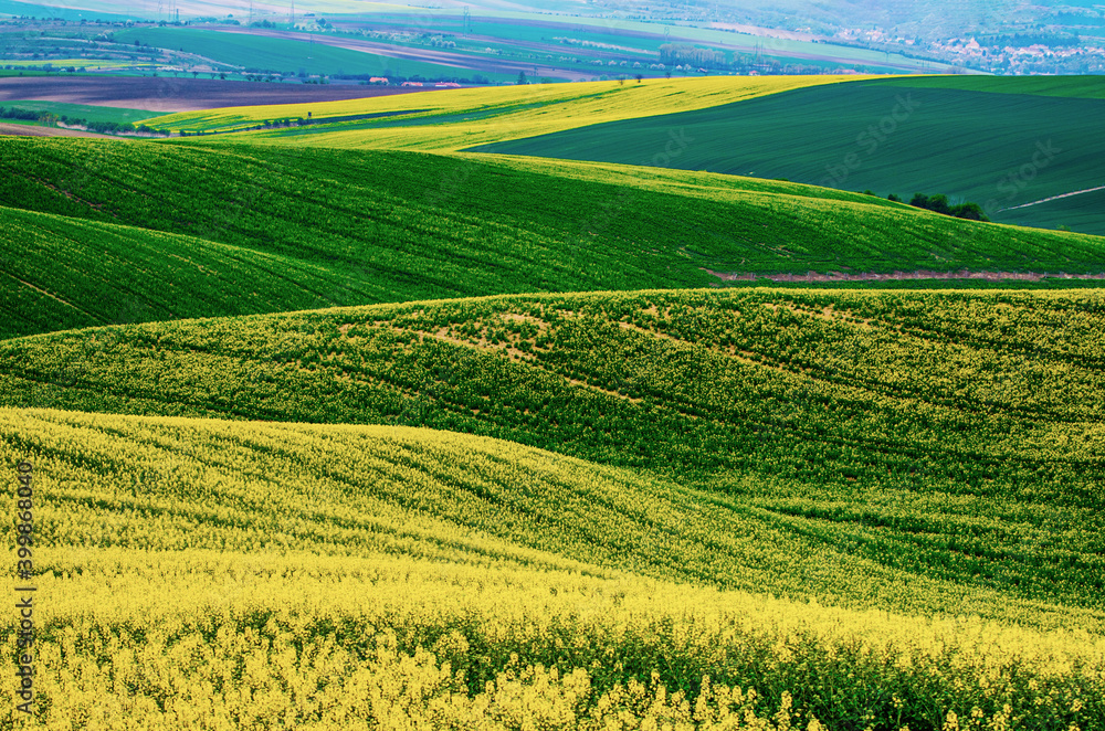 Rapeseed yellow green field in spring