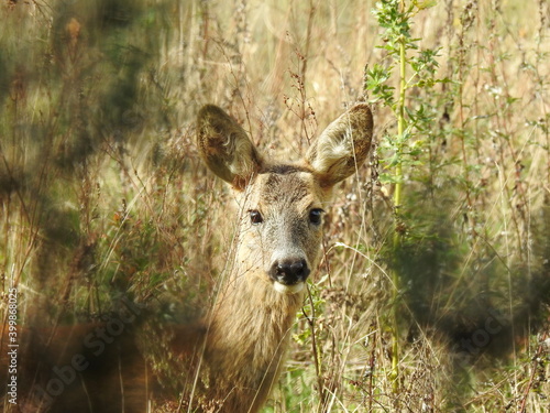 Fototapeta Naklejka Na Ścianę i Meble -  sarna