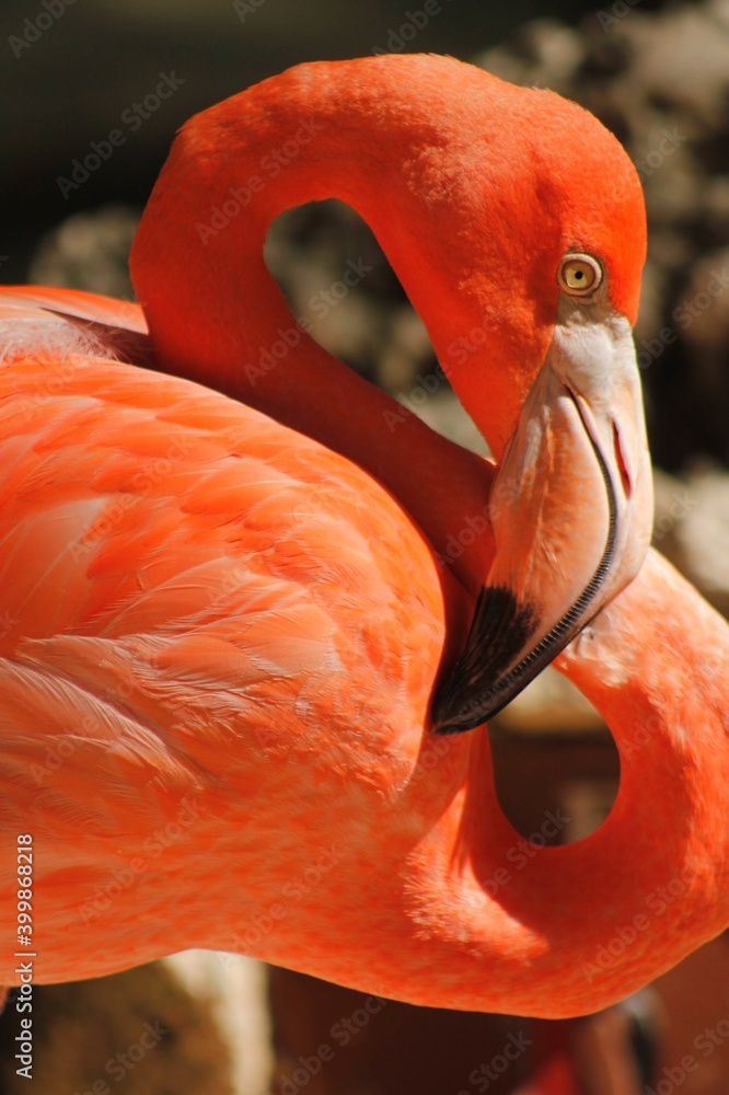 close up on the face of a long-beaked pink flamingo