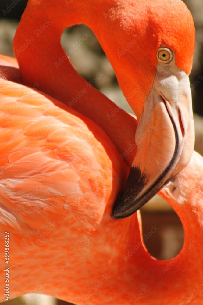 close up on the face of a long-beaked pink flamingo