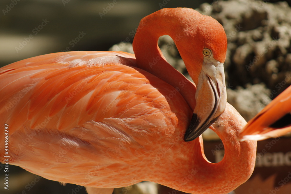 close up on the face of a long-beaked pink flamingo
