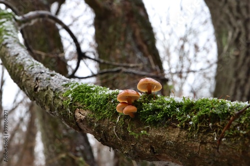 Velvet shank mushrooms in the winter forest, flammulina velutipes, red, orange mushrooms 