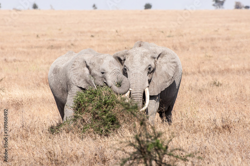 Canvas Print Two elephants hugging close together near a bush, facing the camera