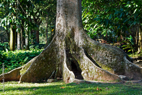 фотографія Tabular roots on tropical rainforest, Rio, Brazil