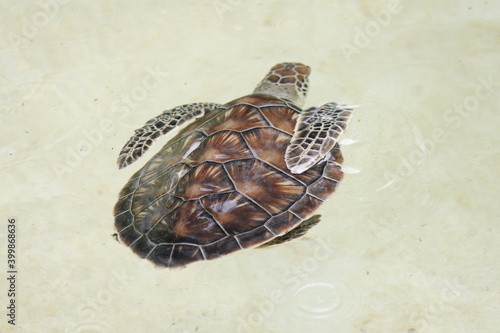 turtle swimming in clean water and coming out to breathe