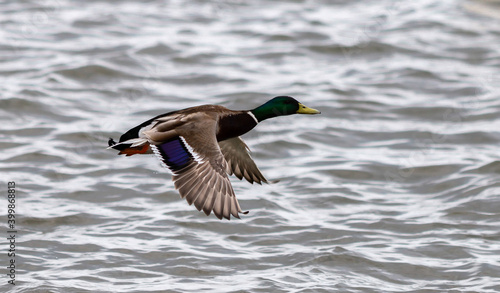 Wild mallard male duck, or drake,  in flight across water, with wingtips at full stretch.