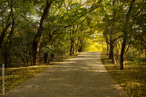 Calm road into city park with day sun light and green trees 