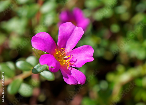 Pink moss rose (Portulaca grandiflora)