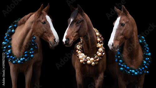 3 Pferde mit einem Weihnachtskranz um den Hals stehen im Studio © Talitha