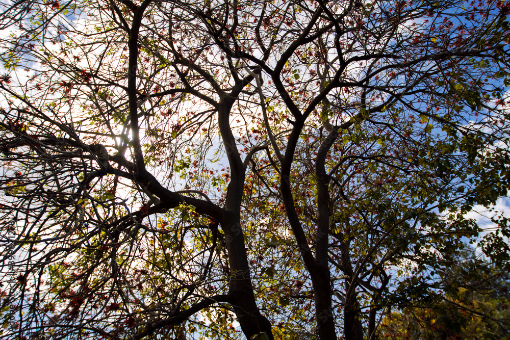 San Luis Obispo Parks in California, Large Tree Blooming, Sunshine Reflecting Through Tree San Luis Obispo Parks in California, Large Tree Blooming, Sunshine Reflecting Through Tree
