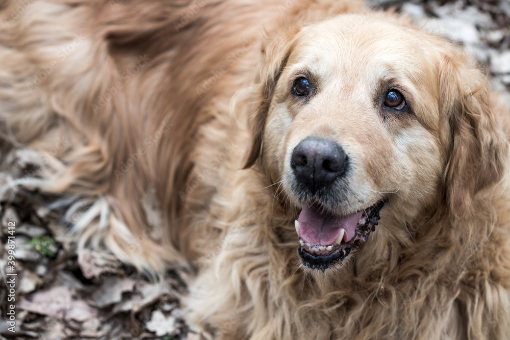 old golden retriever dog autumn portrait old golden retriever dog autumn portrait