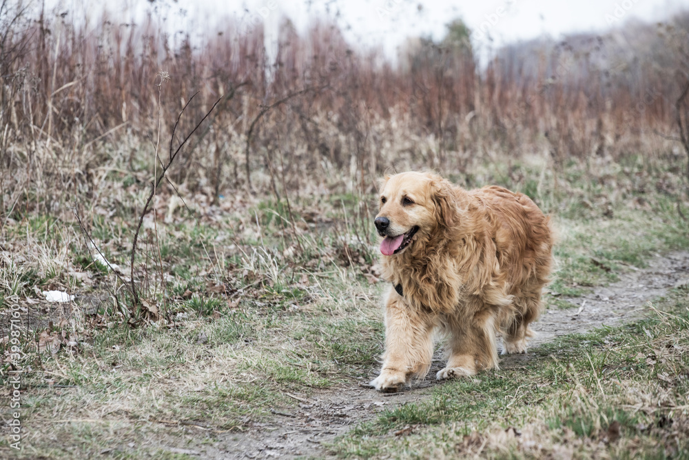 Obraz premium old golden retriever dog autumn portrait