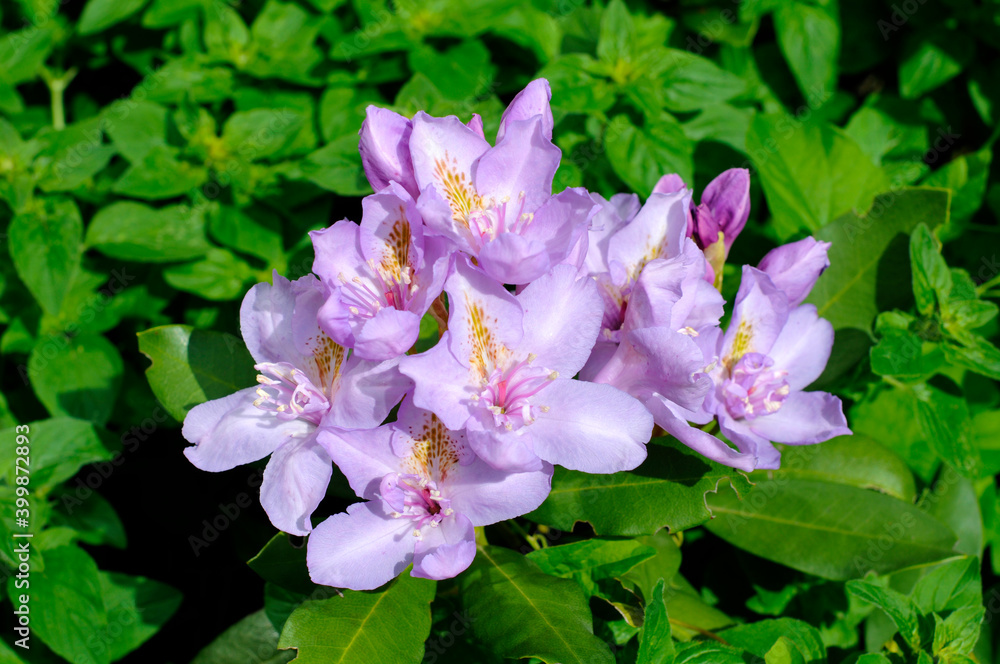 The flowering rhododendron shrub is royally beautiful The flowering rhododendron shrub is royally beautiful