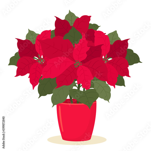 A beautiful euphorbia flowering plant or a Christmas star. Vector illustration in flat style.