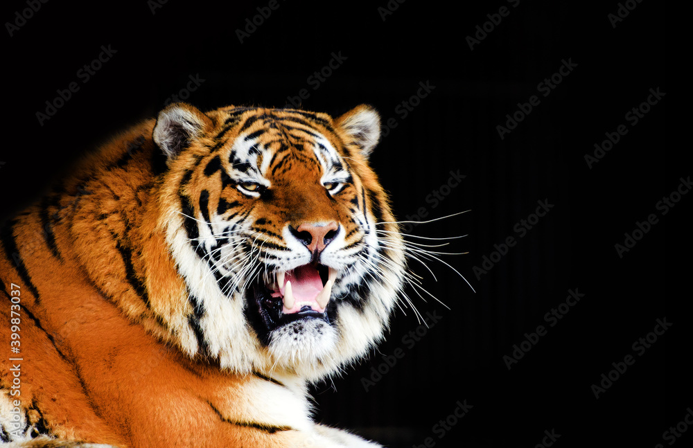 Naklejka premium Great tiger male on black background.