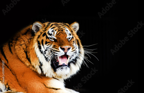 Great tiger male on black background.