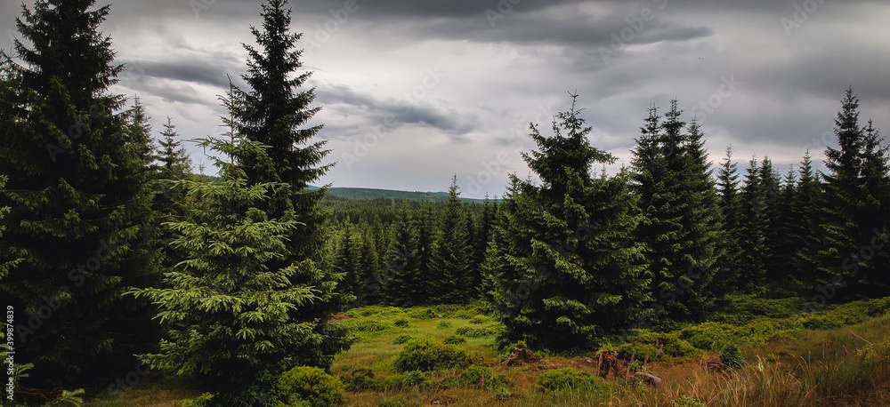 forest in the mountains