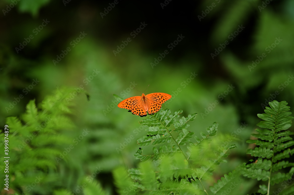 Pomarańczowy motyl z rozpostartymi skrzydłami siedzący na liściu paproci na rozmytym tle wśród łąkowych traw	
 - obrazy, fototapety, plakaty 
