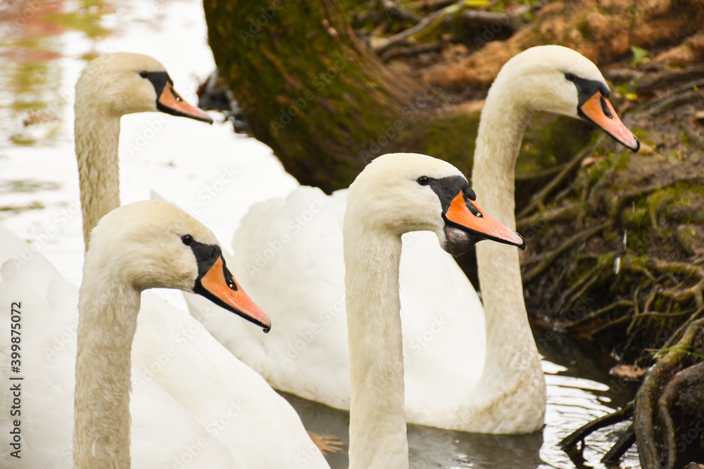 Swans swimming in Ataturk Arboretumu park Istanbul, Turkey. Autumn season. Lake and birds in fall. Swans swimming in Ataturk Arboretumu park Istanbul, Turkey. Autumn season. Lake and birds in fall.