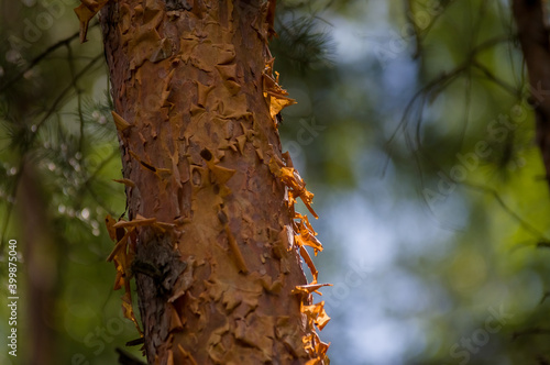 Ujęcie makro kora drzewa iglastego