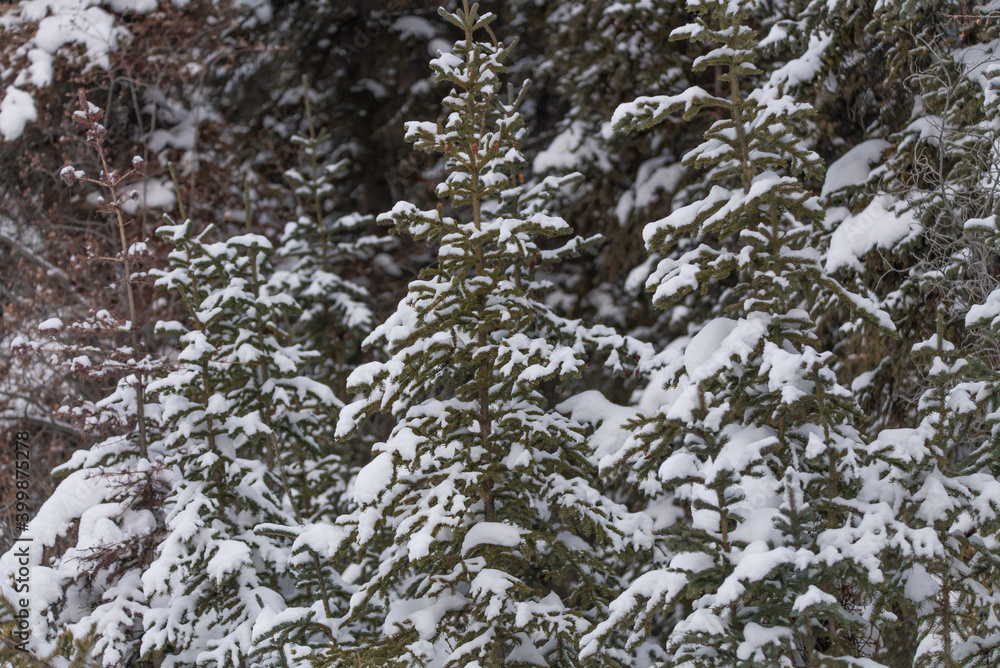 Snowy spruce and pine trees in the boreal forest of Canada with snow covered branches nestled in the woods. 