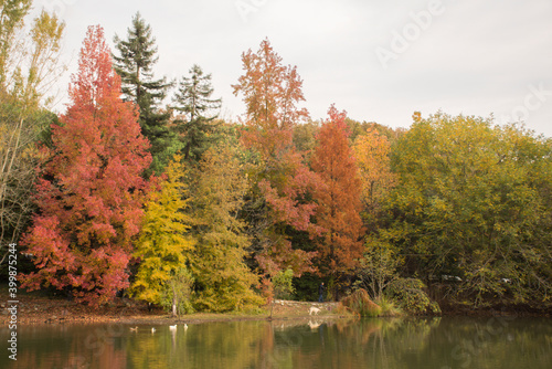 Beautiful landscape with trees in forest or park in autumn season. Colorful leaves. Beautiful backgrounds.