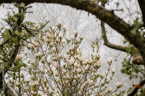 Kompozycja kwiatowa różowo białe kwiaty magnolii we mgle 