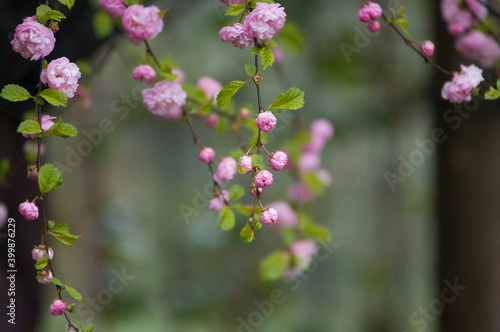 Gałązki kwitnącego drzewka owocowego dzika wiśnia   © Monika